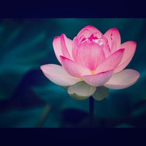 Meet your Posher, Val